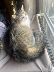 Lost Female Cat last seen Near Andkoo Rd. Baxter, TN, Baxter, TN 38544