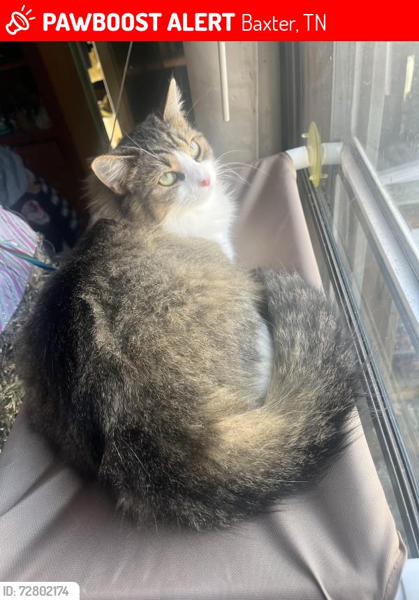 Lost Female Cat last seen Near Andkoo Rd. Baxter, TN, Baxter, TN 38544