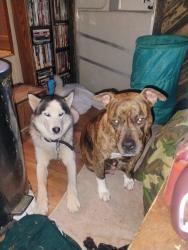 Lost Male Dog last seen Bumpus meals highway 120 area in Stewart county Tennessee, Bumpus Mills, TN 37028