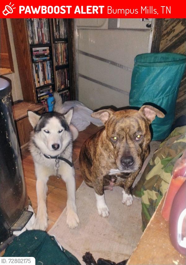 Lost Male Dog last seen Bumpus meals highway 120 area in Stewart county Tennessee, Bumpus Mills, TN 37028