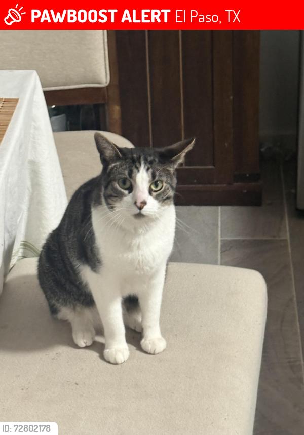 Lost Male Cat last seen Ben Dowell Way, El Paso, TX 79934