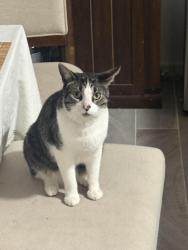 Lost Male Cat last seen Ben Dowell Way, El Paso, TX 79934