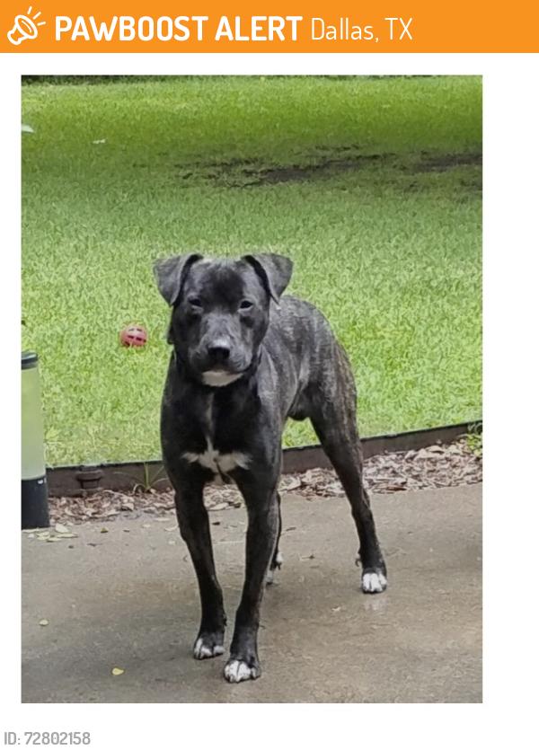 Found/Stray Male Dog last seen Northwest HWY between Midway and Inwood, Dallas, TX 75209