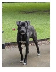 Found/Stray Male Dog last seen Northwest HWY between Midway and Inwood, Dallas, TX 75209