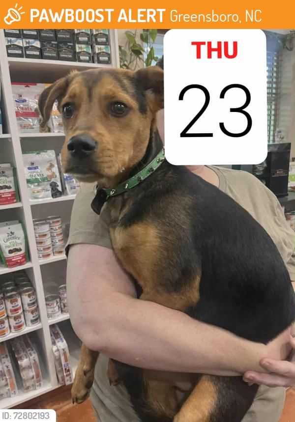 Found/Stray Female Dog last seen Baylor St, near Pisgah Church and Elm Street, Greensboro, NC 27455