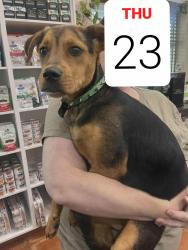 Found/Stray Female Dog last seen Baylor St, near Pisgah Church and Elm Street, Greensboro, NC 27455