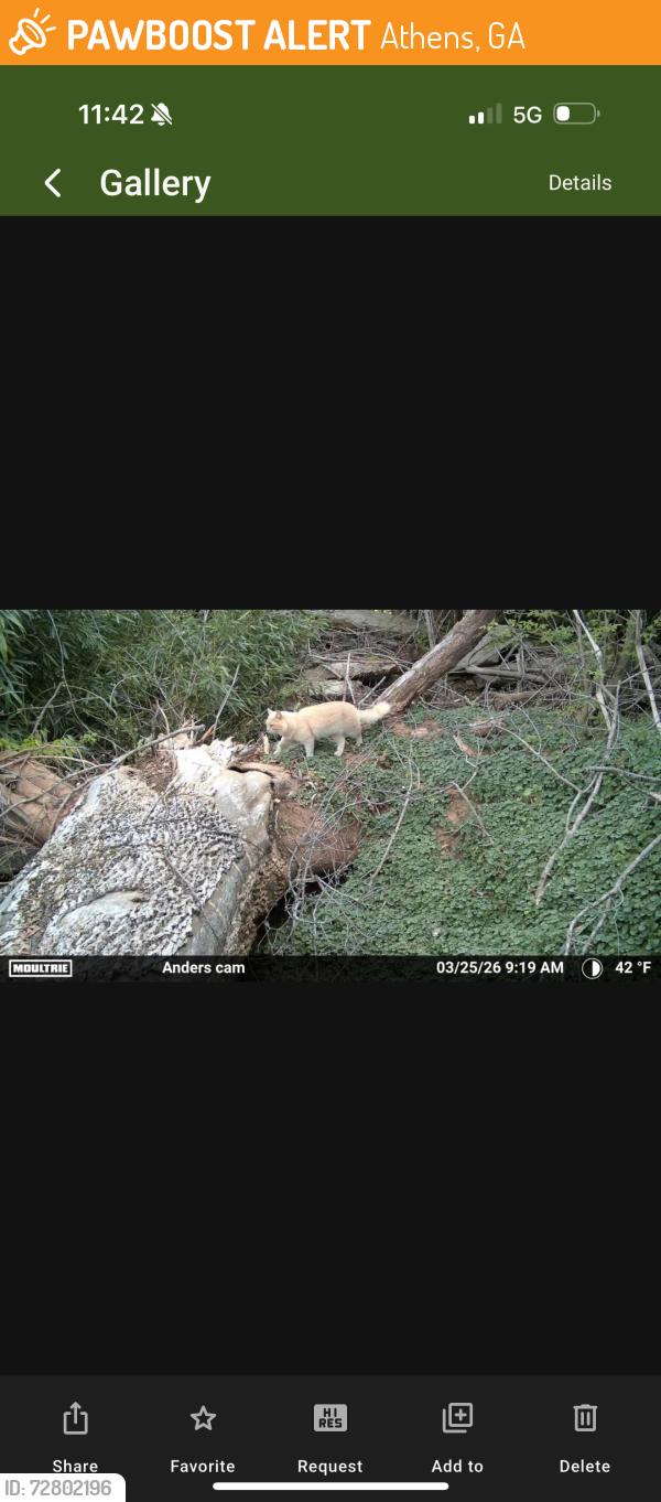Found/Stray Unknown Cat last seen Milledge avenue, Athens, GA 30606