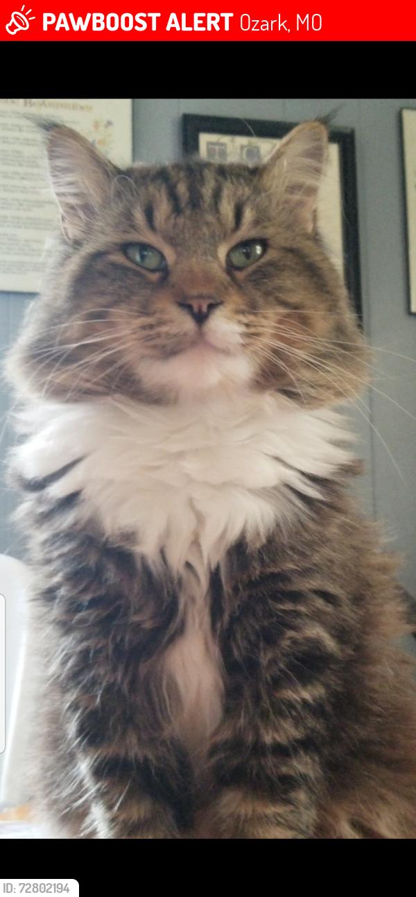 Lost Male Cat last seen S. 9th St. In Ozark, Ozark, MO 65721