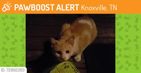 Found/Stray Unknown Cat last seen Hidden Veiw Farm Subdivision, Knoxville, TN 37932