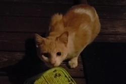 Found/Stray Unknown Cat last seen Hidden Veiw Farm Subdivision, Knoxville, TN 37932