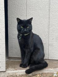 Lost Male Cat last seen Nellis , Las Vegas, NV 89115