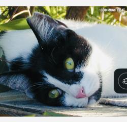 Lost Female Cat last seen Grantville Park , San Diego, CA 92120