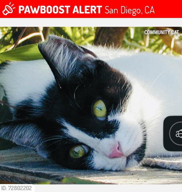 Lost Female Cat last seen Grantville Park , San Diego, CA 92120