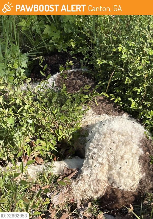 Found/Stray Unknown Dog last seen East Cherokee , Canton, GA 30114