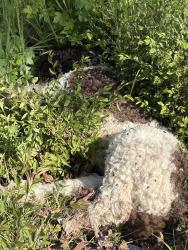 Found/Stray Unknown Dog last seen East Cherokee , Canton, GA 30114