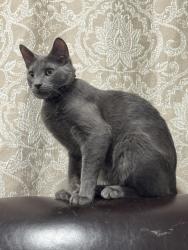 Lost Male Cat last seen In alleyway , Chicago Heights, IL 60411