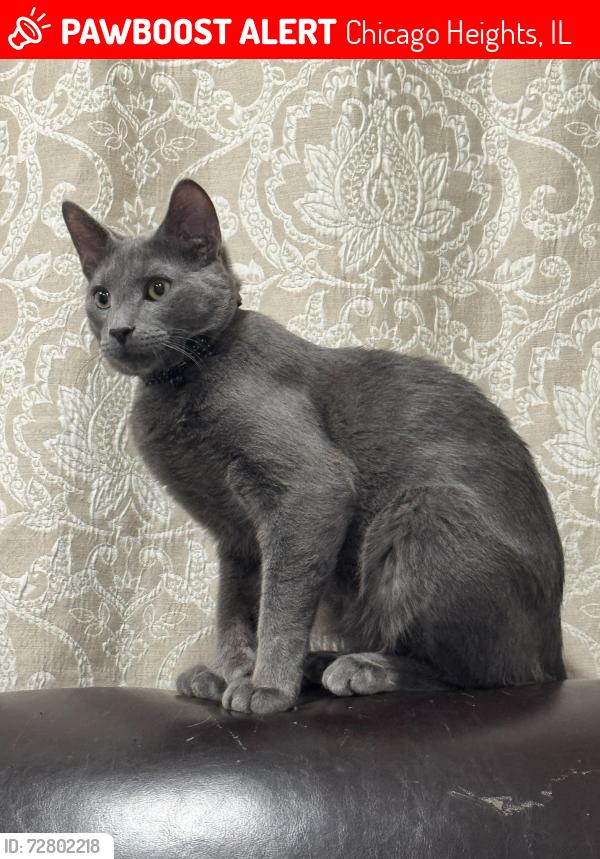 Lost Male Cat last seen In alleyway , Chicago Heights, IL 60411