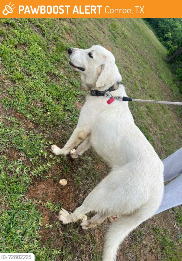 Found/Stray Unknown Dog last seen Near Old Conroe Rd.Conroe, TX 77384, Conroe, TX 77384
