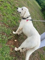 Found/Stray Unknown Dog last seen Near Old Conroe Rd.Conroe, TX 77384, Conroe, TX 77384