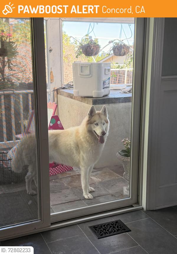 Found/Stray Male Dog last seen Cowell road/ kaski lane, Concord, CA 94518