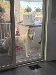 Found/Stray Male Dog last seen Cowell road/ kaski lane, Concord, CA 94518