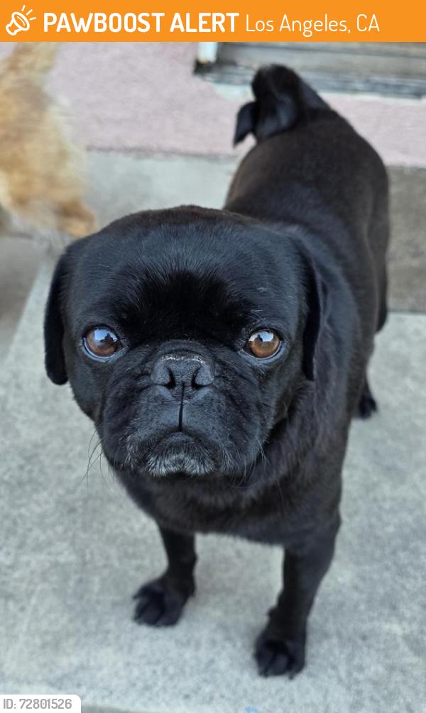 Found/Stray Female Dog last seen Franklin Roosevelt Park, Los Angeles, CA 90001