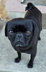 Found/Stray Female Dog last seen Franklin Roosevelt Park, Los Angeles, CA 90001