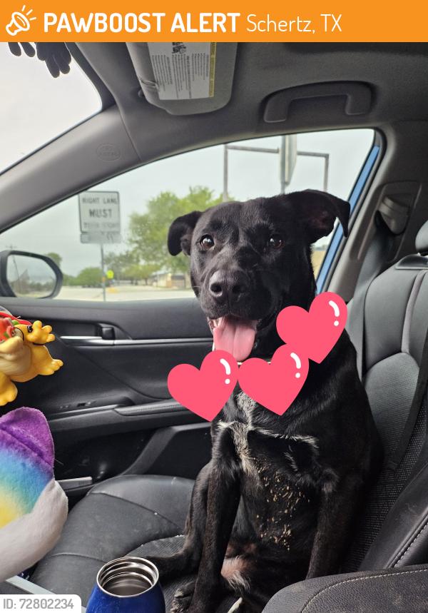 Surrendered Female Dog last seen Schertz Elementary , Schertz, TX 78154