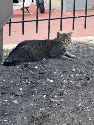 Found/Stray Unknown Cat last seen 10th st NW and M st NW (Mount Vernon Plaza apmts), Washington, DC 20001