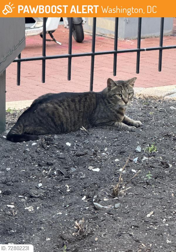 Found/Stray Unknown Cat last seen 10th st NW and M st NW (Mount Vernon Plaza apmts), Washington, DC 20001