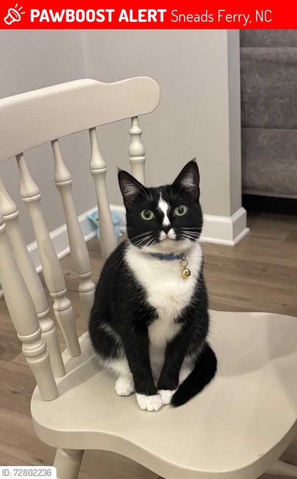 Lost Female Cat last seen Transom way and Oyster Landing , Sneads Ferry, NC 28460