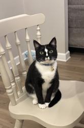 Lost Female Cat last seen Transom way and Oyster Landing , Sneads Ferry, NC 28460
