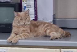 Lost Male Cat last seen 15th Ave, Chowchilla, CA 93610