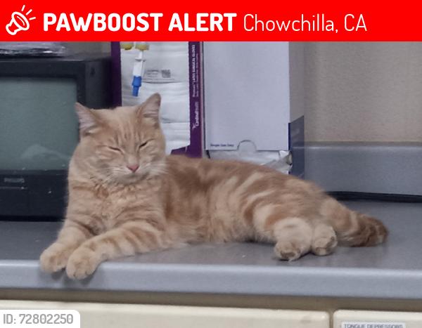 Lost Male Cat last seen 15th Ave, Chowchilla, CA 93610