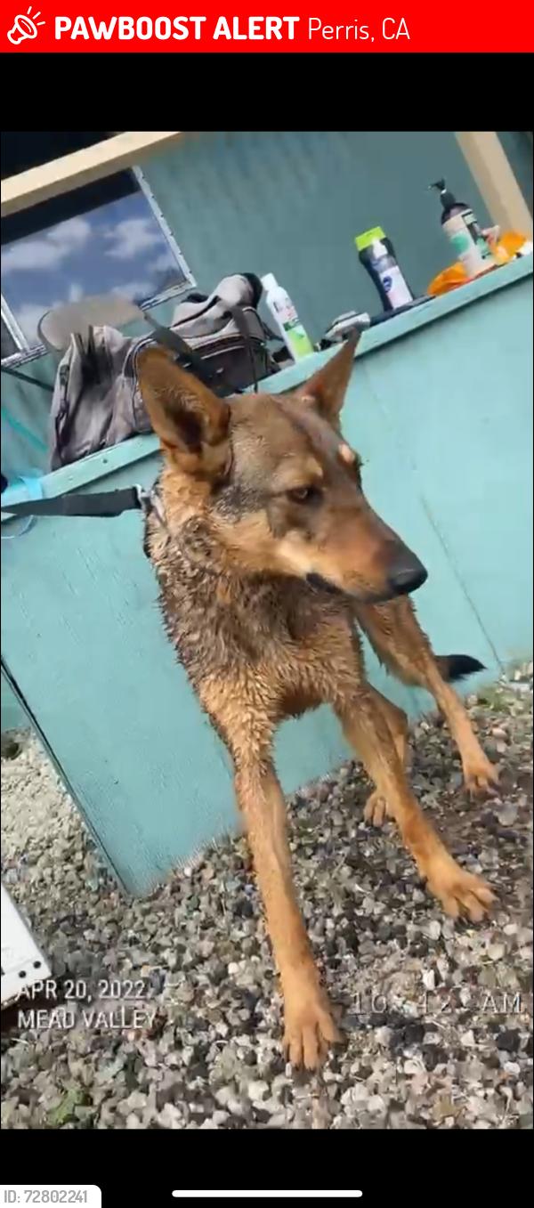 Lost Male Dog last seen Brown st and caljaco ave, Perris, CA 92571