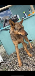 Lost Male Dog last seen Brown st and caljaco ave, Perris, CA 92571