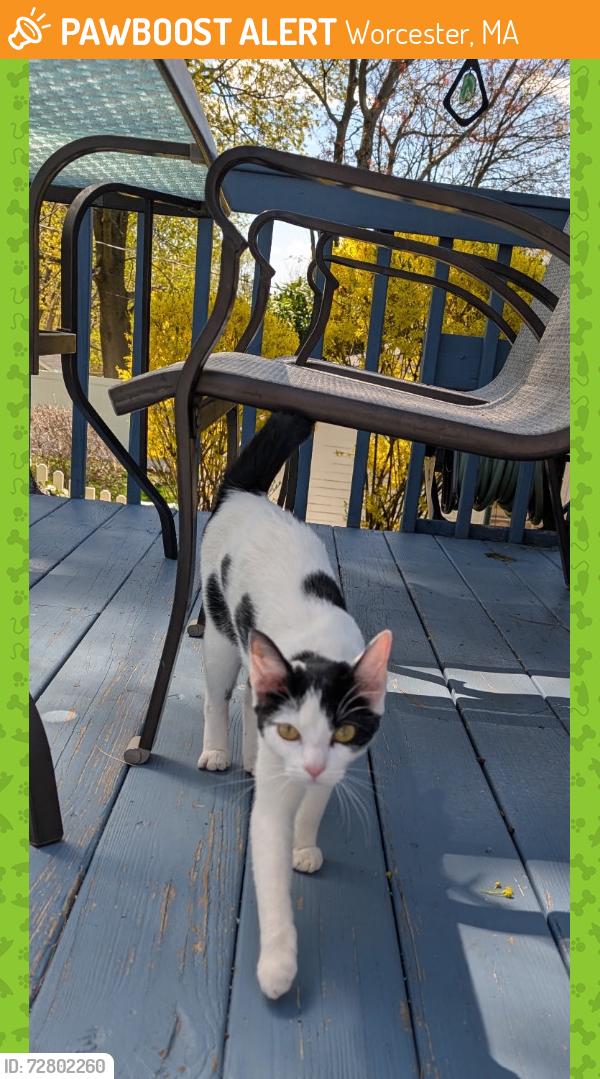 Found/Stray Unknown Cat last seen Groves st worcester ma, Worcester, MA 01605