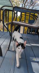 Found/Stray Unknown Cat last seen Groves st worcester ma, Worcester, MA 01605