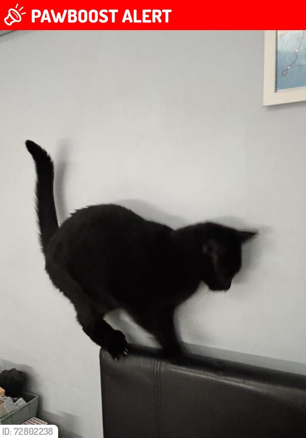 Lost Male Cat last seen Millshott close, Greater London, England SW6