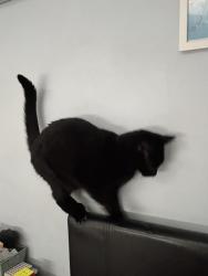Lost Male Cat last seen Millshott close, Greater London, England SW6