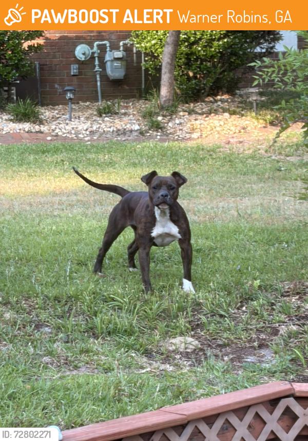 Found/Stray Unknown Dog last seen Moody Rd & Sandy Run, Warner Robins, GA 31088