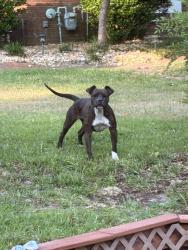 Found/Stray Unknown Dog last seen Moody Rd & Sandy Run, Warner Robins, GA 31088