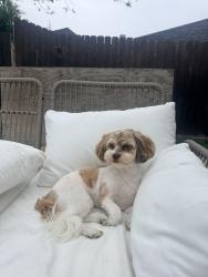 Lost Female Dog last seen Champions Forest Dr, Houston, TX 77066