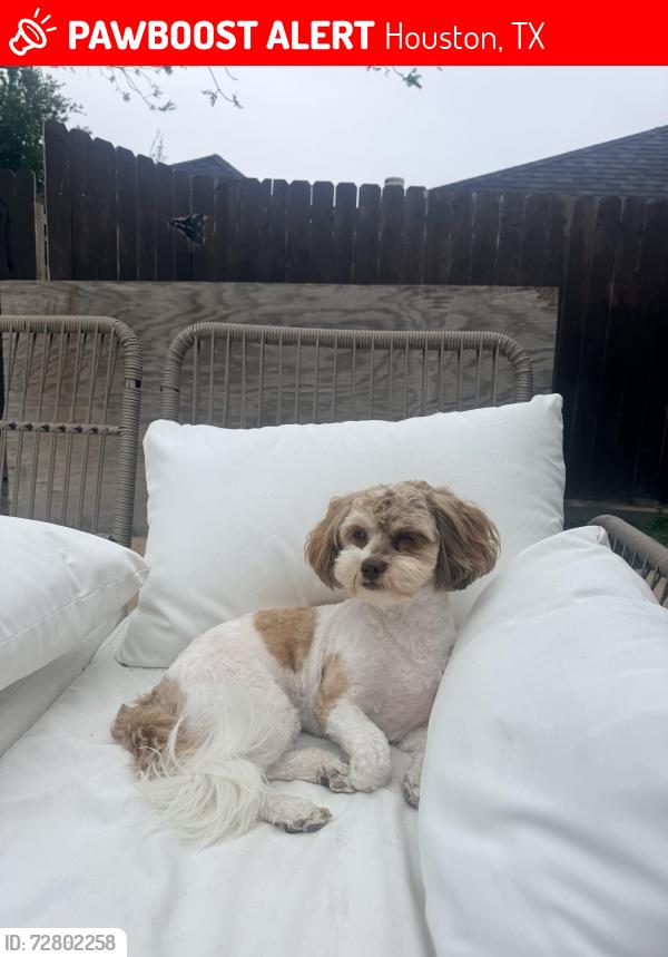 Lost Female Dog last seen Champions Forest Dr, Houston, TX 77066