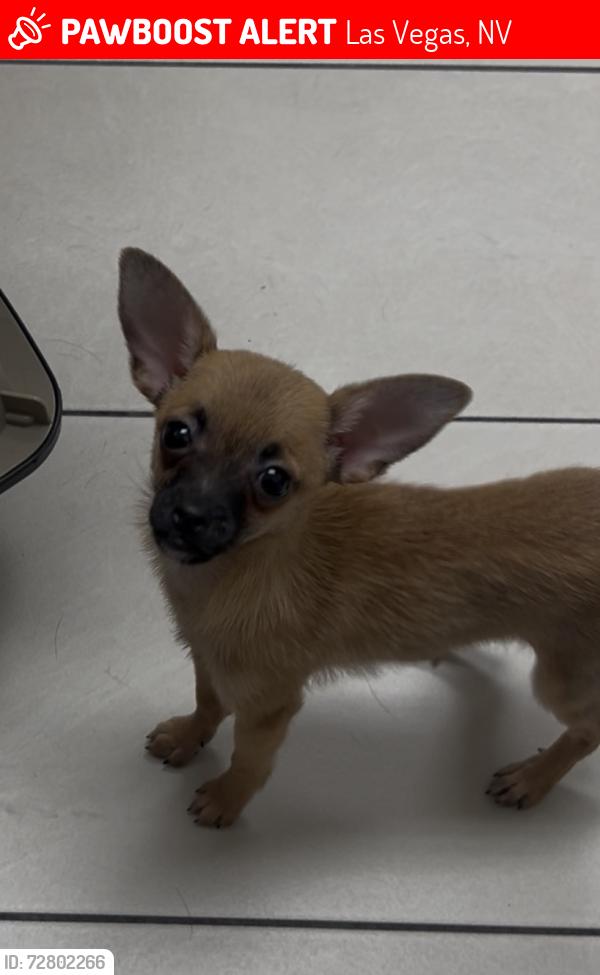 Lost Male Dog last seen Cosgrove St, Las Vegas, NV 89115