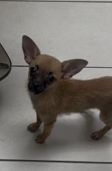 Lost Male Dog last seen Cosgrove St, Las Vegas, NV 89115