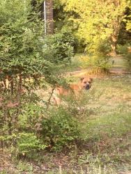Found/Stray Unknown Dog last seen Moody Rd & Sandy Run, Warner Robins, GA 31088
