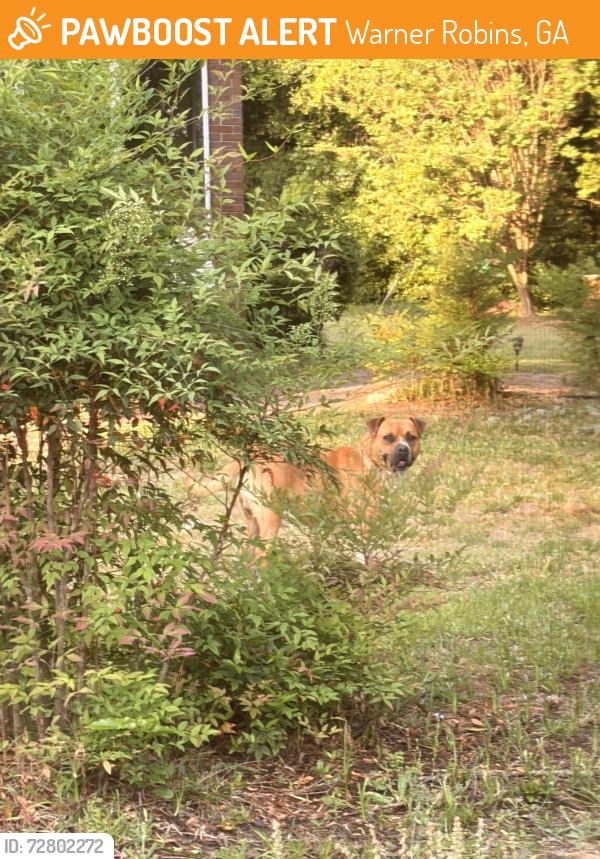 Found/Stray Unknown Dog last seen Moody Rd & Sandy Run, Warner Robins, GA 31088