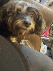 Found/Stray Female Dog last seen Quiet town area, Lafayette, LA 70501