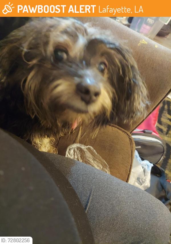 Found/Stray Female Dog last seen Quiet town area, Lafayette, LA 70501